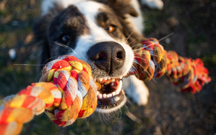 A dog biting their chew toy | Blog | Greystar